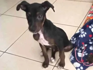 Cachorro raça SRD-ViraLata idade 2 a 6 meses nome Rufus