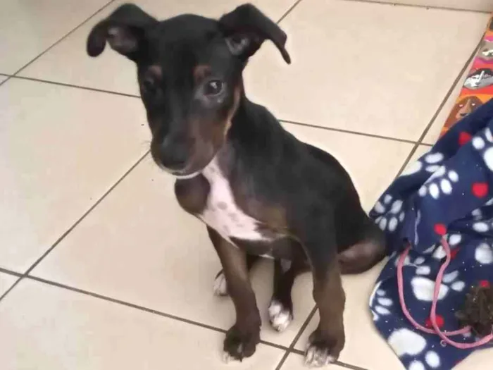 Cachorro ra a SRD-ViraLata idade 2 a 6 meses nome Rufus