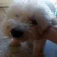 Branquinho 