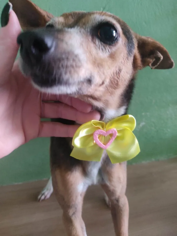 Cachorro raça Fox paulistinha  idade 6 ou mais anos nome Lili 