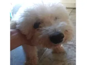 Cachorro raça Poodle idade 4 anos nome Branquinho 