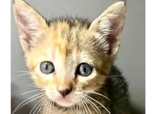 Gato raça Srd idade Abaixo de 2 meses nome Marcela e Cléo 