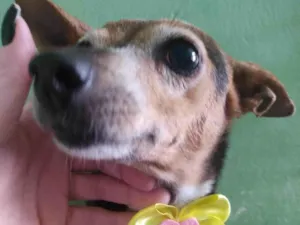 Cachorro raça Fox paulistinha  idade 6 ou mais anos nome Lili 