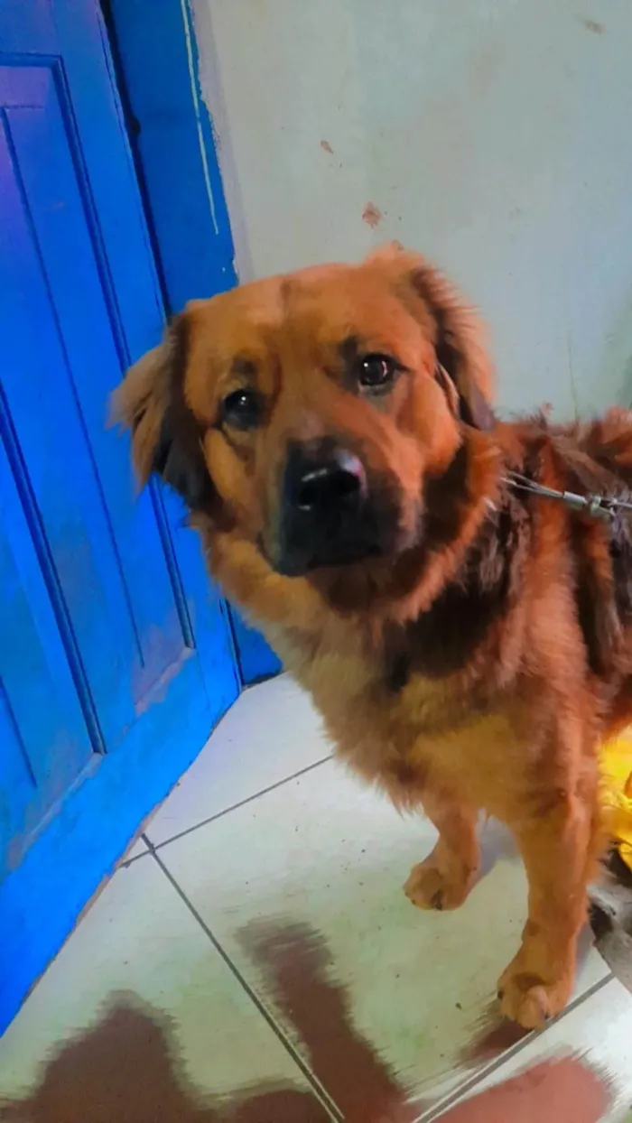 Cachorro ra a Vira lata idade 3 anos nome Charlie 