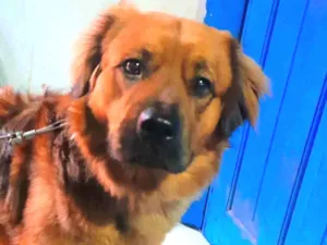 Cachorro raça Vira lata idade 3 anos nome Charlie 