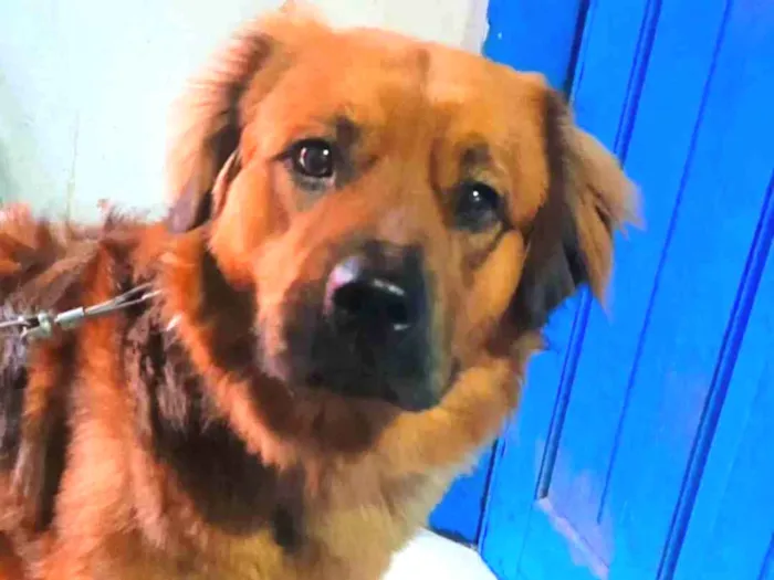 Cachorro ra a Vira lata idade 3 anos nome Charlie 