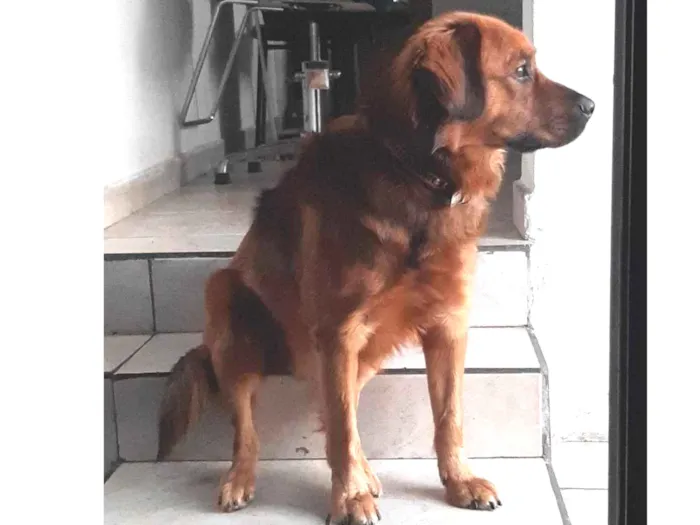 Cachorro ra a Vira lata idade 3 anos nome Charlie 