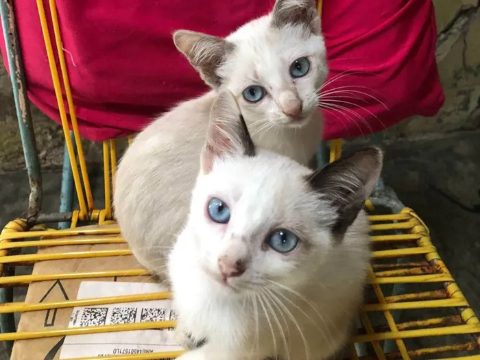Gato raça SRD-ViraLata idade 2 a 6 meses nome elas ainda não tem nome