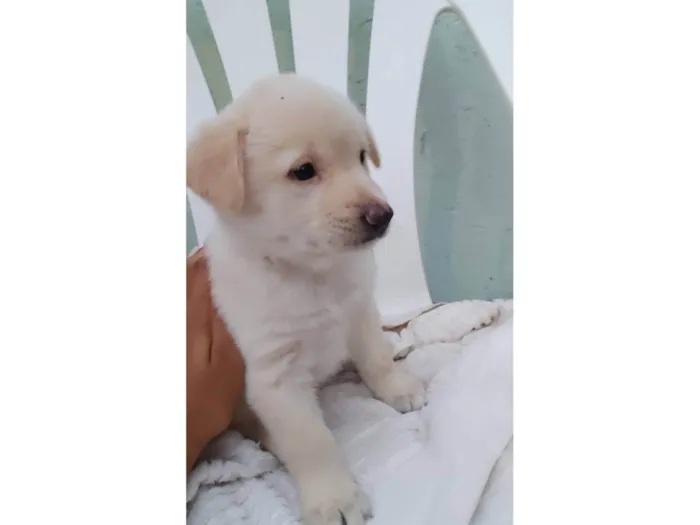 Cachorro ra a Srd idade 2 a 6 meses nome Filhotes 60 dias 