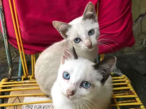 Gato raça SRD-ViraLata idade 2 a 6 meses nome elas ainda não tem nome