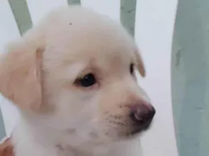 Cachorro raça Srd idade 2 a 6 meses nome Filhotes 60 dias 