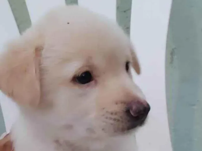 Cachorro ra a Srd idade 2 a 6 meses nome Filhotes 60 dias 