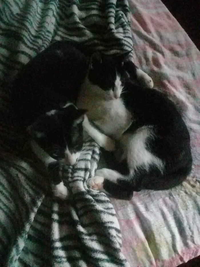 Gato ra a idade 2 a 6 meses nome Gatos
