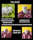 Gato raça SRD-ViraLata idade 2 a 6 meses nome Joca