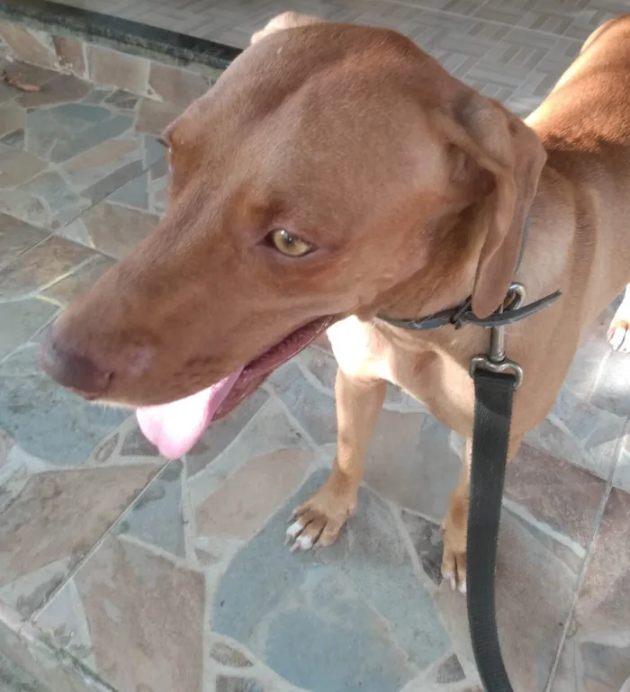Cachorro ra a Braco húngaro mestiço  idade 1 ano nome Braco 