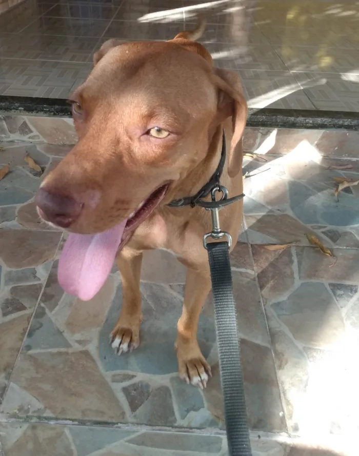 Cachorro ra a Braco húngaro mestiço  idade 1 ano nome Braco 