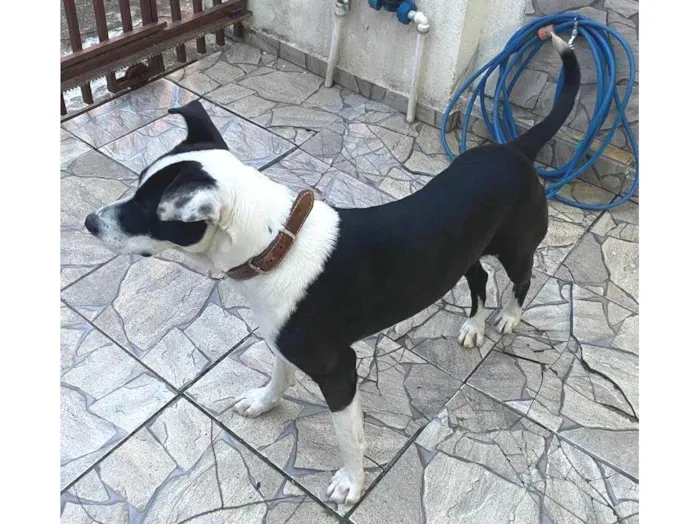 Cachorro ra a SRD-ViraLata idade 2 anos nome Lupi