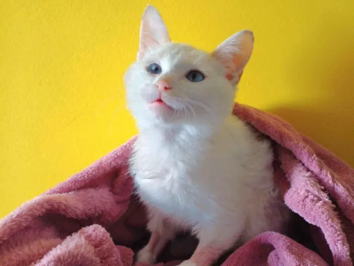 Gato raça SRD-ViraLata idade 2 a 6 meses nome Joca