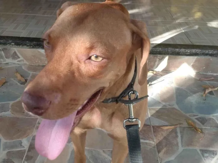 Cachorro ra a Braco húngaro mestiço  idade 1 ano nome Braco 
