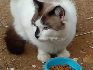 Gato raça SRD-ViraLata idade 1 ano nome Bento