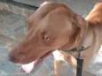 Braco
