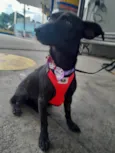 Rubi