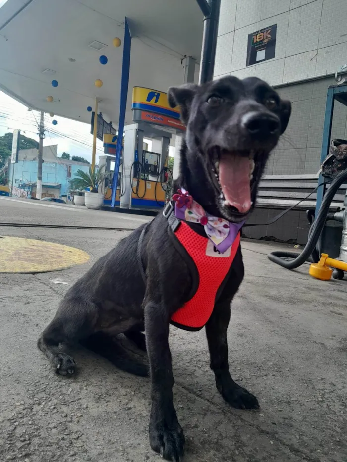 Cachorro ra a Salsicha com vira Lata  idade 1 ano nome Rubi