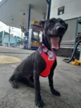 Rubi