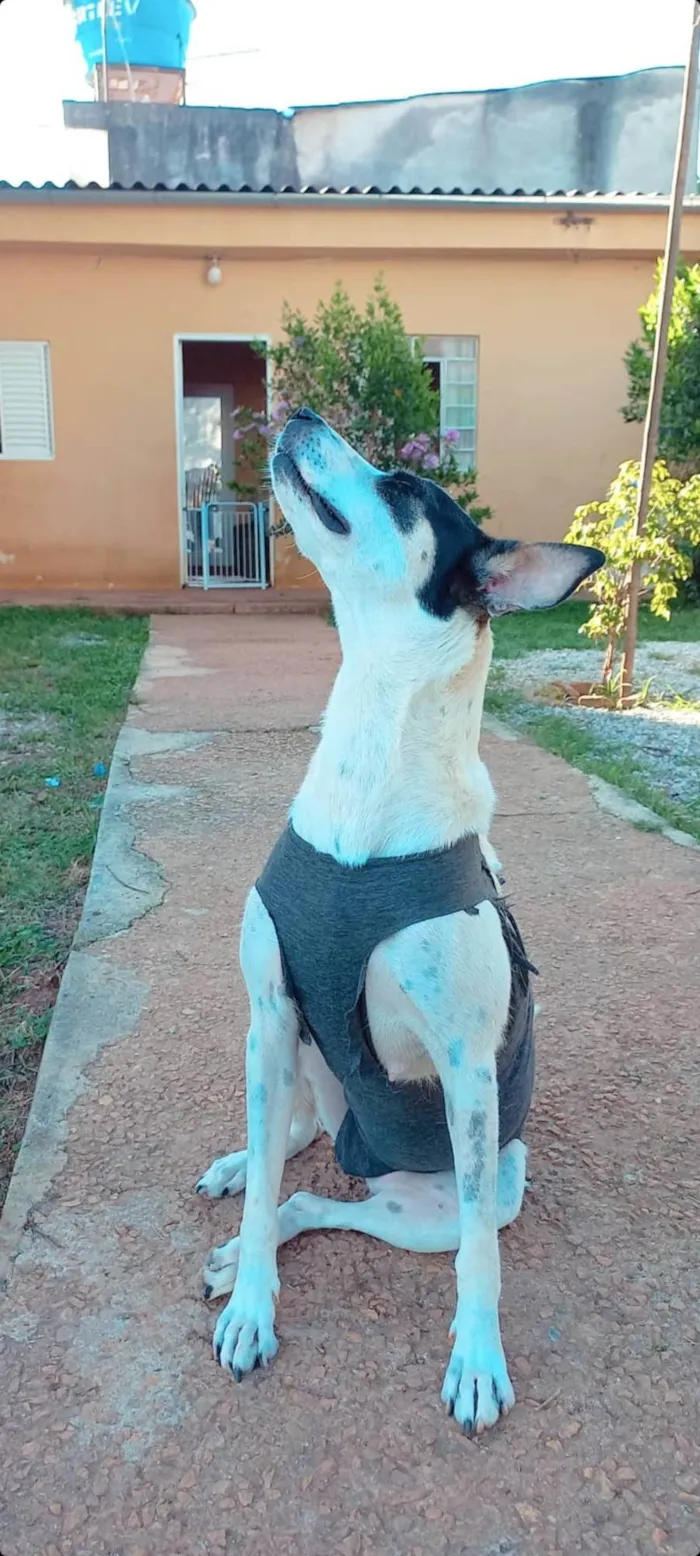 Cachorro ra a SRD-ViraLata idade 3 anos nome Tapioca 