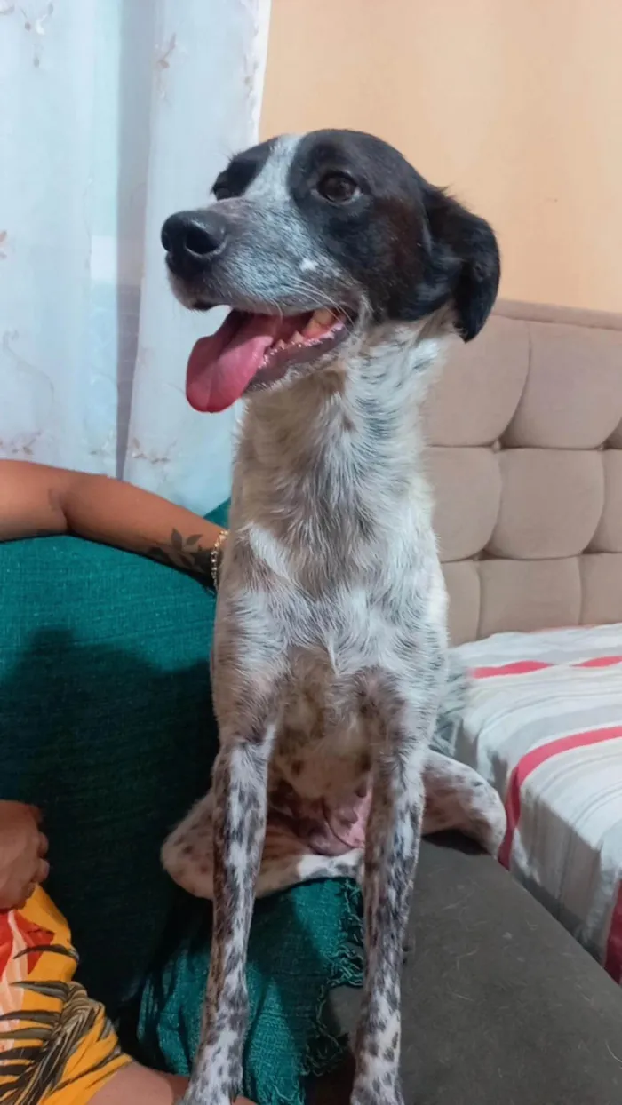 Cachorro ra a SRD-ViraLata idade 2 anos nome Angel