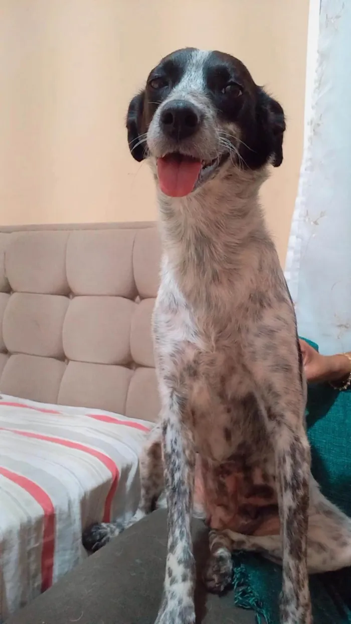 Cachorro ra a SRD-ViraLata idade 2 anos nome Angel