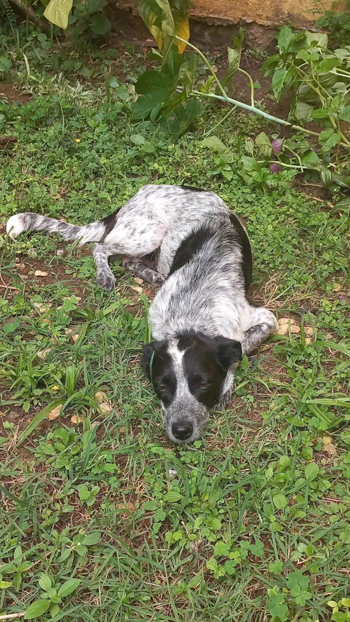 Cachorro ra a SRD-ViraLata idade 2 anos nome Angel