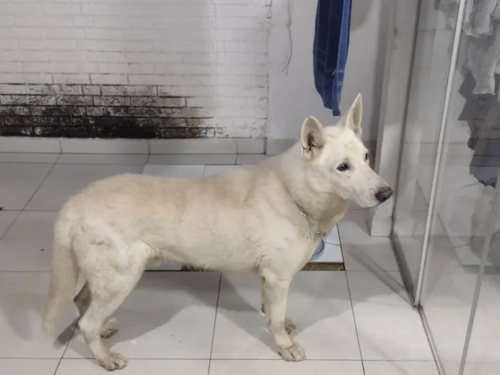 Cachorro ra a Pastor suíço  idade 1 ano nome Snow