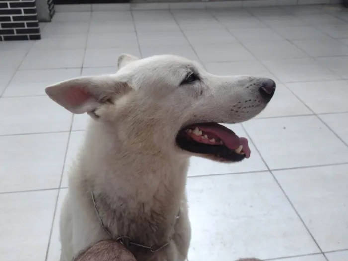 Cachorro ra a Pastor suíço  idade 1 ano nome Snow