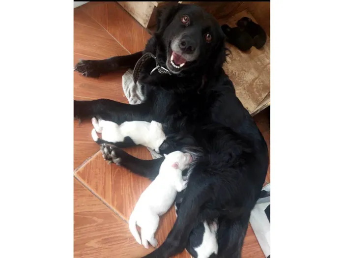 Cachorro ra a Labrador idade Abaixo de 2 meses nome Sem nome