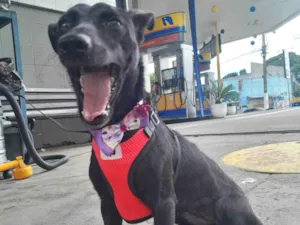 Cachorro raça Salsicha com vira Lata  idade 1 ano nome Rubi