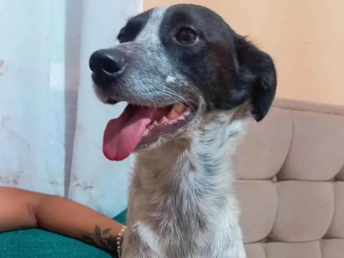 Cachorro ra a SRD-ViraLata idade 2 anos nome Angel