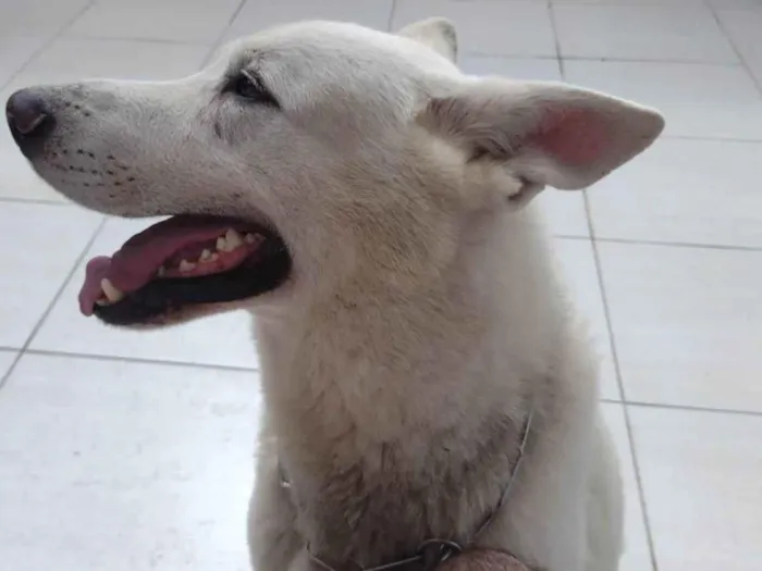 Cachorro ra a Pastor suíço  idade 1 ano nome Snow