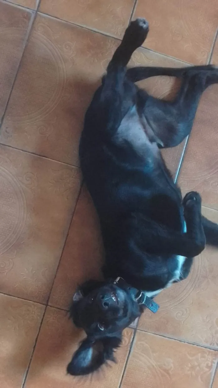 Cachorro ra a  idade 2 a 6 meses nome Stiles 