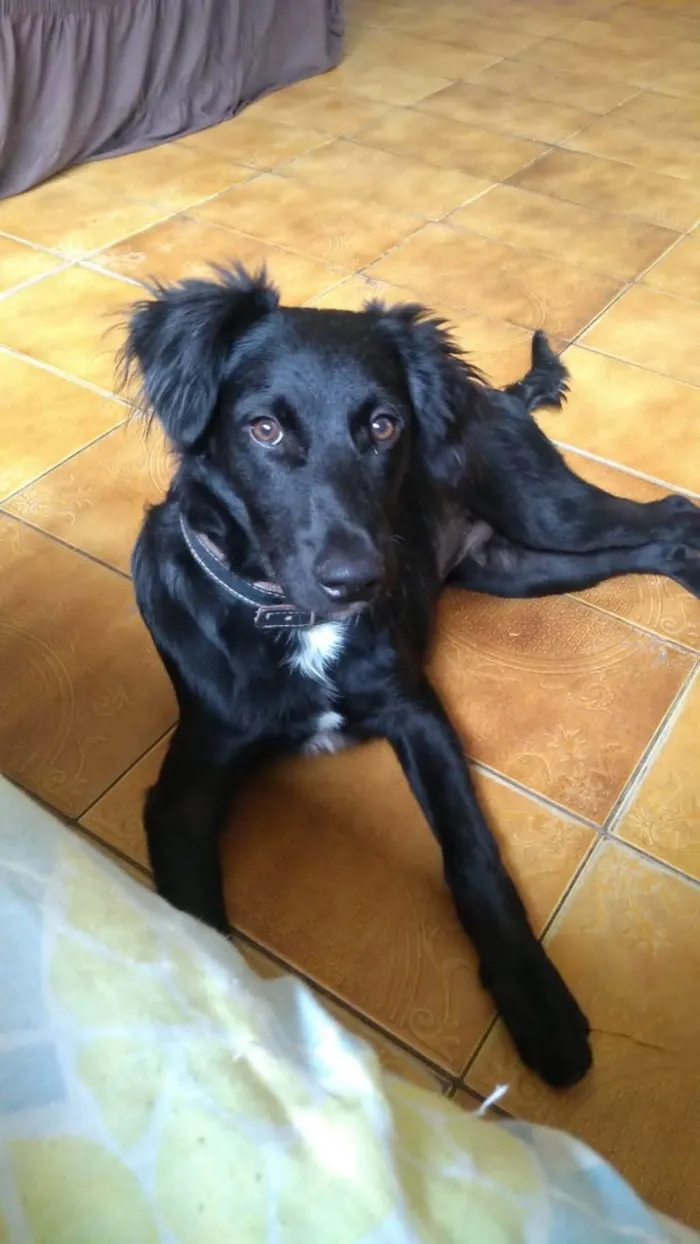 Cachorro ra a  idade 2 a 6 meses nome Stiles 