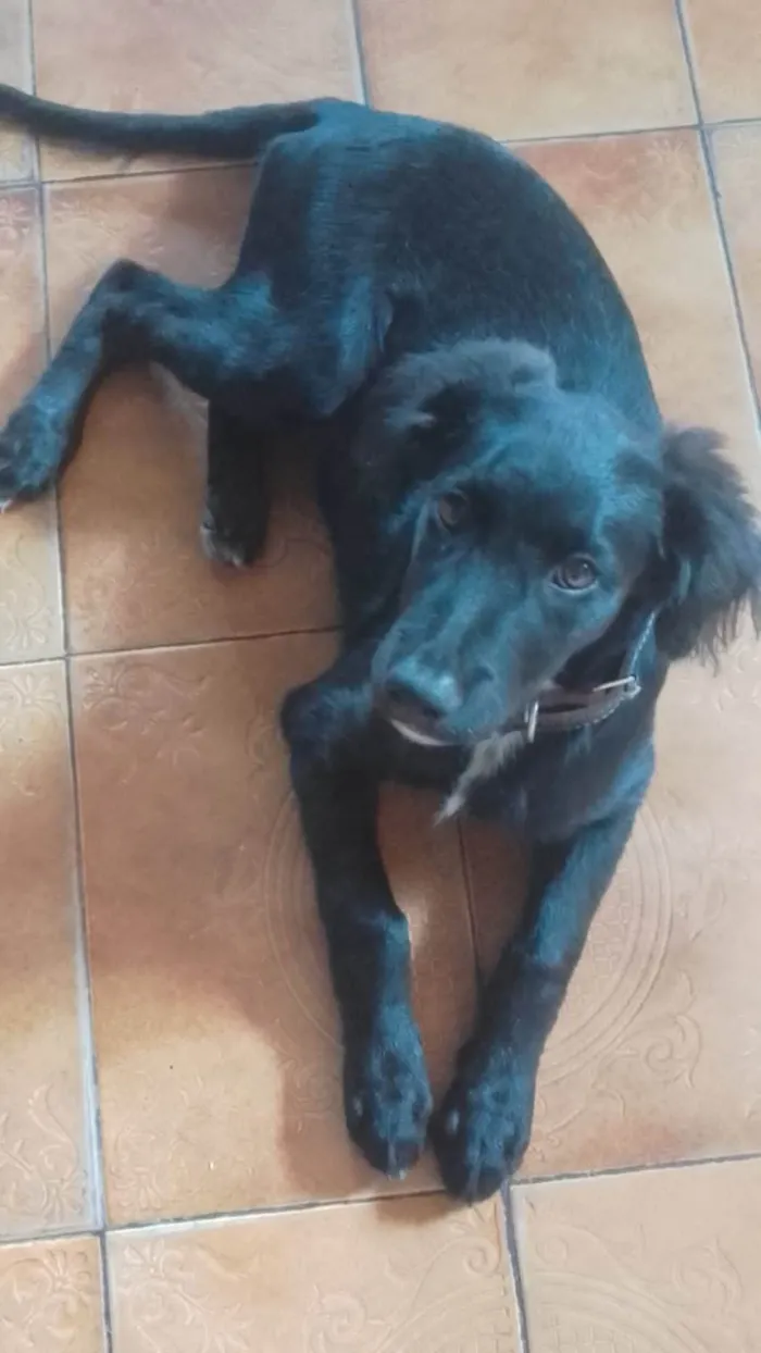 Cachorro ra a  idade 2 a 6 meses nome Stiles 