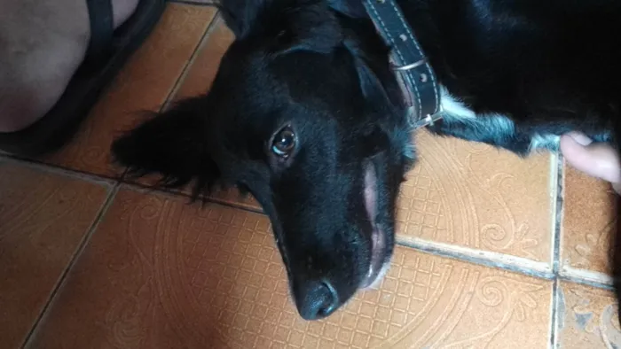 Cachorro ra a  idade 2 a 6 meses nome Stiles 