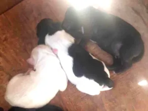 Cachorro raça Labrador idade Abaixo de 2 meses nome Sem nome