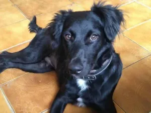 Cachorro raça  idade 2 a 6 meses nome Stiles 