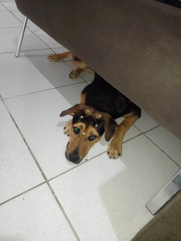 Cachorro ra a Vira lata idade 7 a 11 meses nome FIONA 