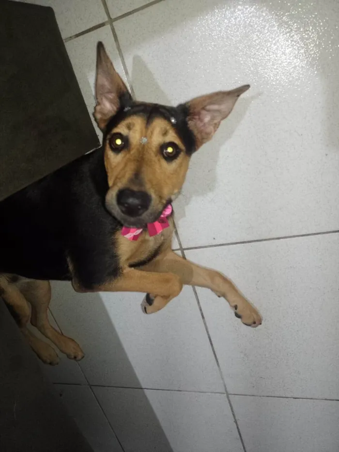 Cachorro ra a Vira lata idade 7 a 11 meses nome FIONA 