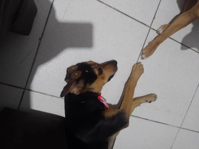 Cachorro ra a Vira lata idade 7 a 11 meses nome FIONA 