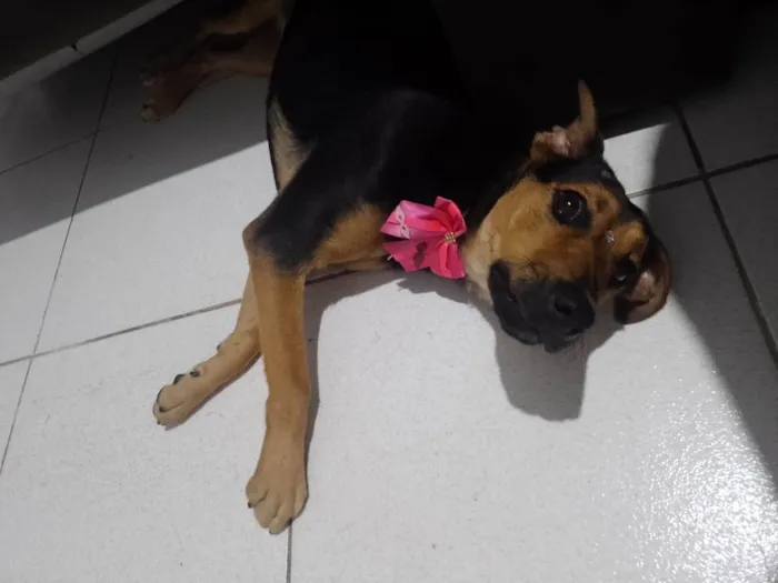 Cachorro ra a Vira lata idade 7 a 11 meses nome FIONA 