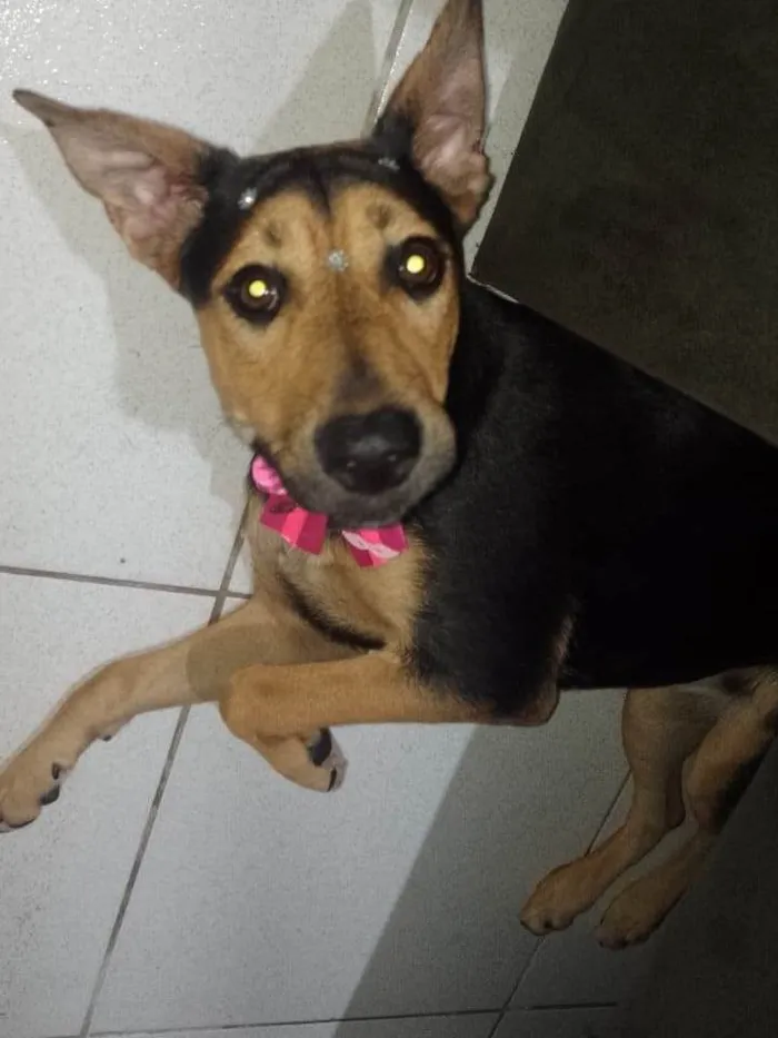 Cachorro ra a Vira lata idade 7 a 11 meses nome FIONA 