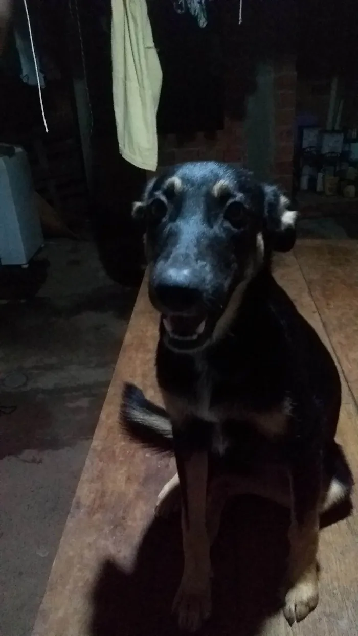 Cachorro ra a ViraLata idade 1 ano nome Kira